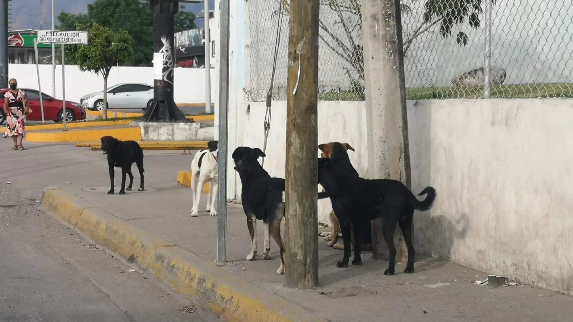 perritos callejeros